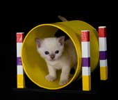Tonkinese Kitten Feline Agility
