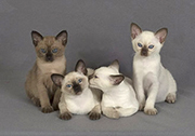 9 Tonkinese Kittens
