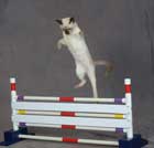 Athletic Tonkinese