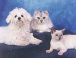 Kitten and dog and other breed
