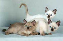 Champagne Kittens