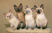 Mixed Color Kittens