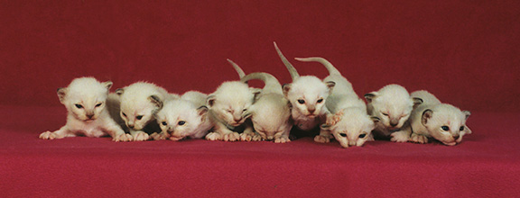 Tonkinese Kitten Photo