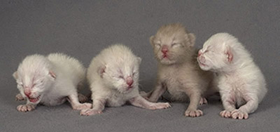 Tonkinese kittens