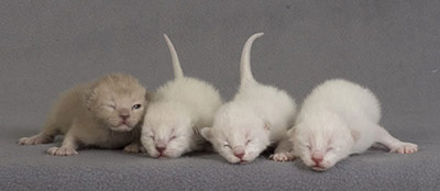 Tonkinese kittens