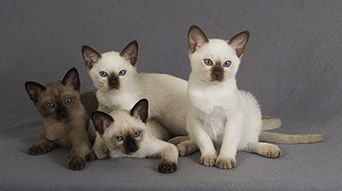 Tonkinese kitens