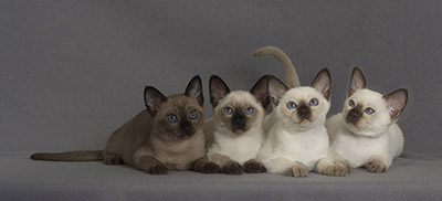 tonkinese kittens