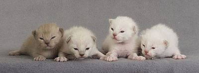Tonkinese kittens