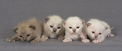 Tonkinese Kittens