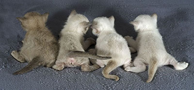 Tonk kittens