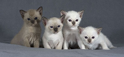 tonkinese kittens