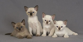 tonkines kittens