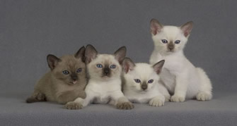 tonkinese kittens