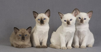 tonkinese kittens