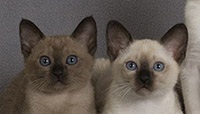 Tonkinese Kittens