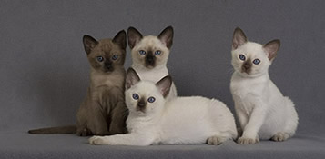 Tonkinese Kittens